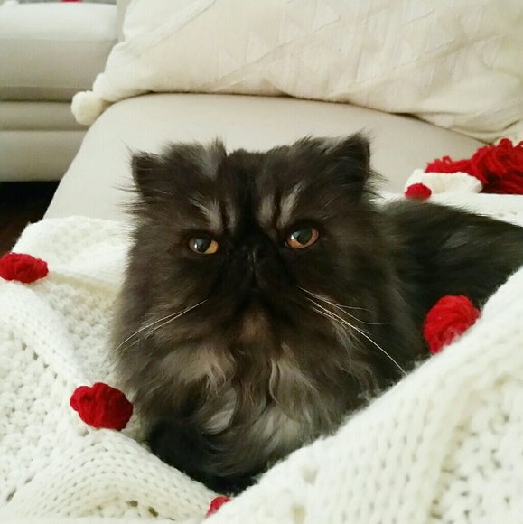 Meet your Posher, Isabelle - Picture 6 of 8